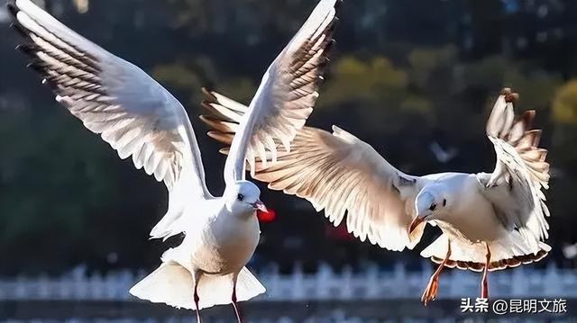 超详细攻略！在昆明官渡，与鸥共舞，六种玩法开启冬日漫游！