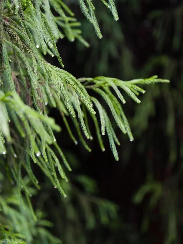 去邛崃！赴一场暖阳与山间的私语