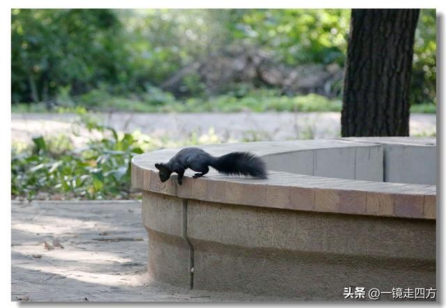 沈阳东陵郊野公园“精灵”出没