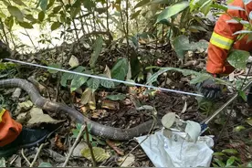 云南一居民家中，惊现3.6米眼镜王蛇！图片