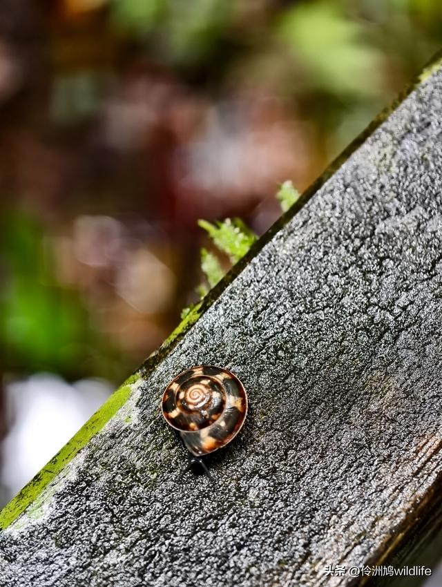 马来西亚(30)砂拉越州④姆鲁山徒步线路