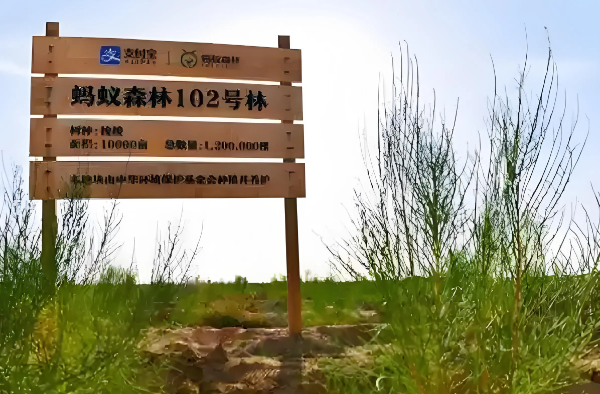 马云斥巨资在沙漠里种树，承诺每年1亿棵，9年过去了，树怎样了