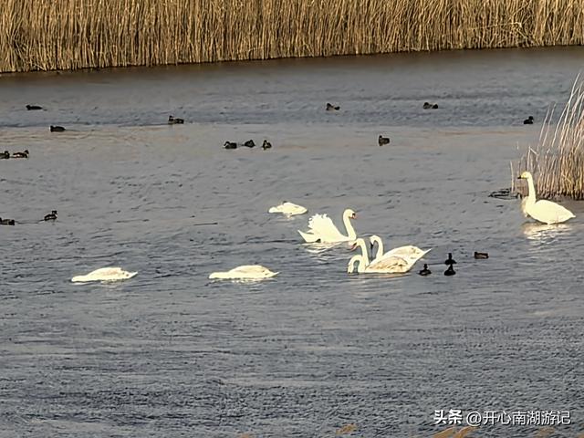走，去渤海湾看候鸟…