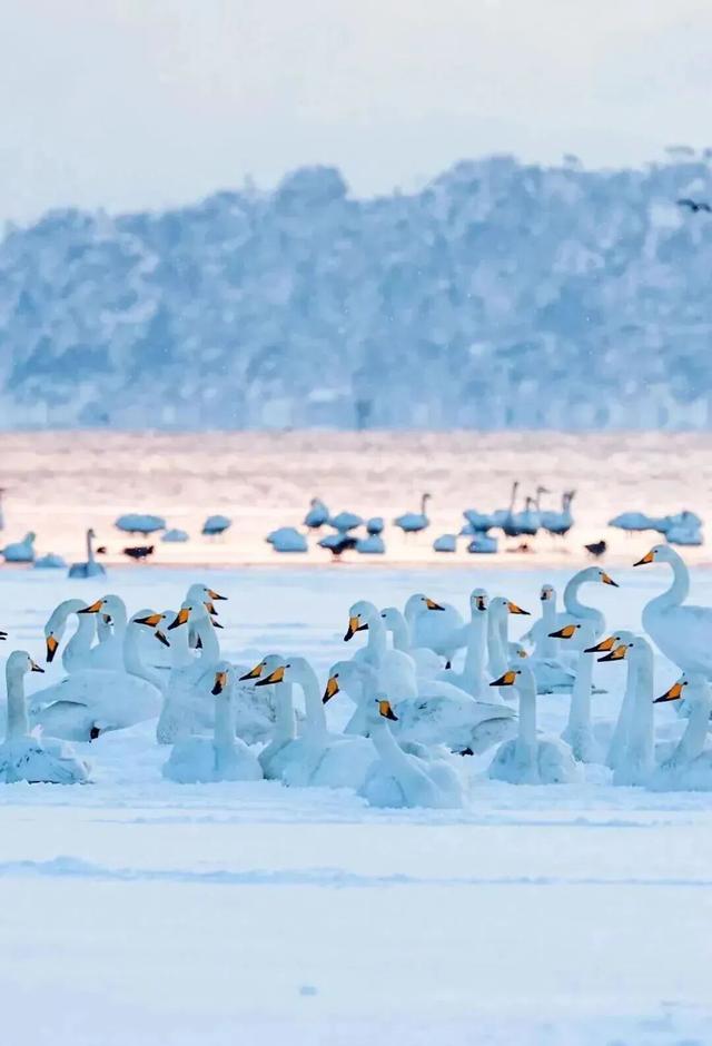 等了一年！烟威最浪漫的时刻，终于来了！