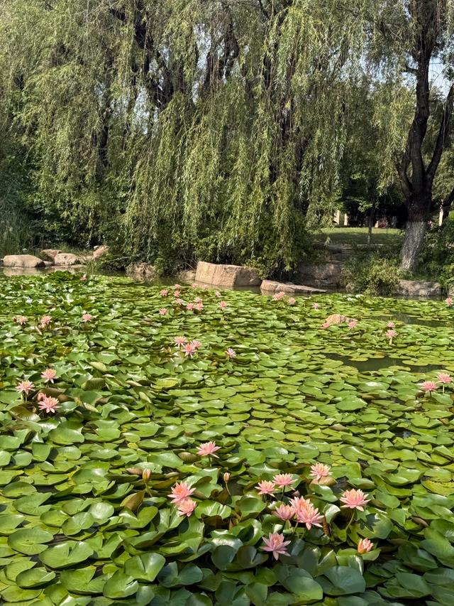 青岛下一个主城或将诞生？不是莱西、平度，堪称最具黑马相的城区