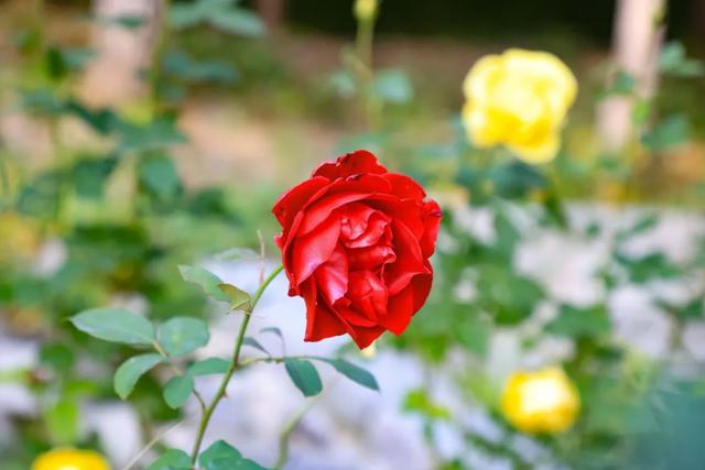 藏不住的惊艳！这座公园正处颜值巅峰