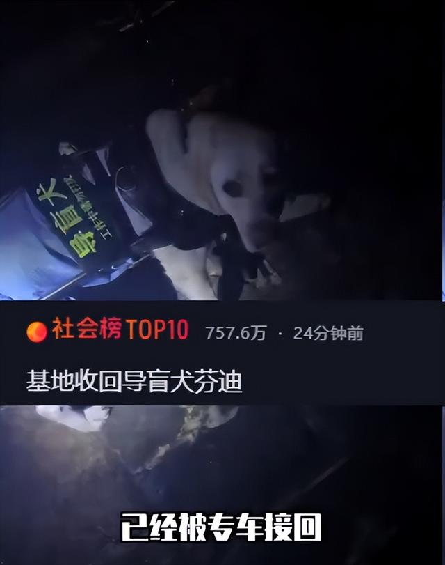 带导盲犬爬泰山的夫妻被网友批评，导盲犬芬迪看着非常累