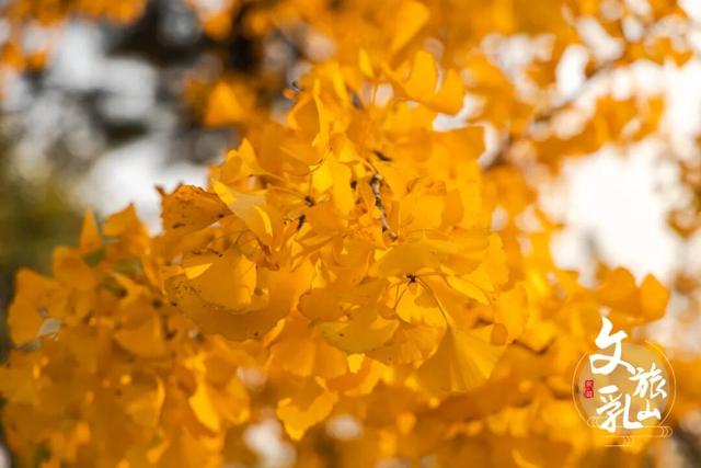 当秋风吻过乳山：一场关于色彩与治愈的漫步指南