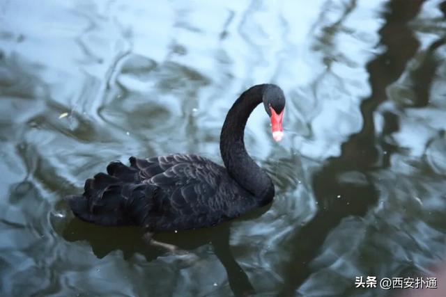 西安出发当日往返，天鹅湖游玩全攻略！