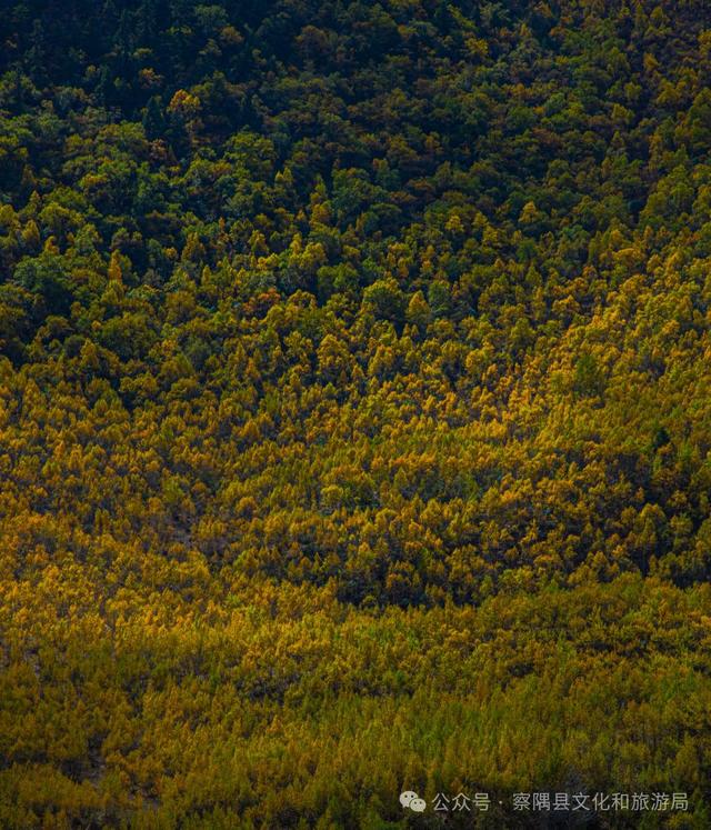 「辉煌60年·新时代西藏答卷」绝美！西藏小江南的秋色天花板，美到窒息！