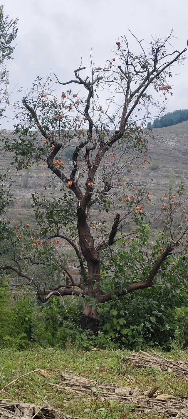 探访博山源泉郑家庄月亮门象鼻子山