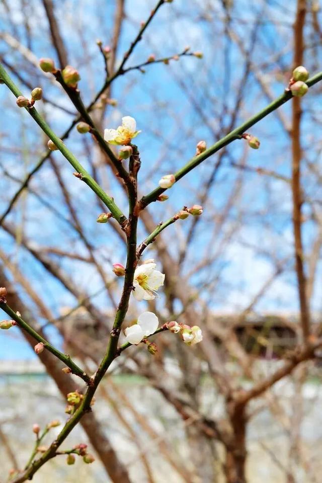 在韶关，带毛孩子去哪“浪”？这份宠物友好地图请收藏，撒欢不踩雷~