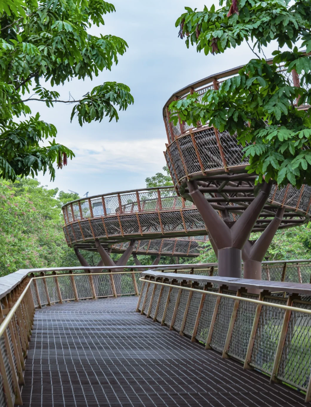 深圳又一生态长廊爆红，被称为现实版“魔法森林”，适合徒步遛娃