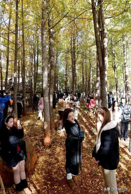 去版筑翠园，在“无尽梦银杏节”中打卡冬日休闲金色盛宴