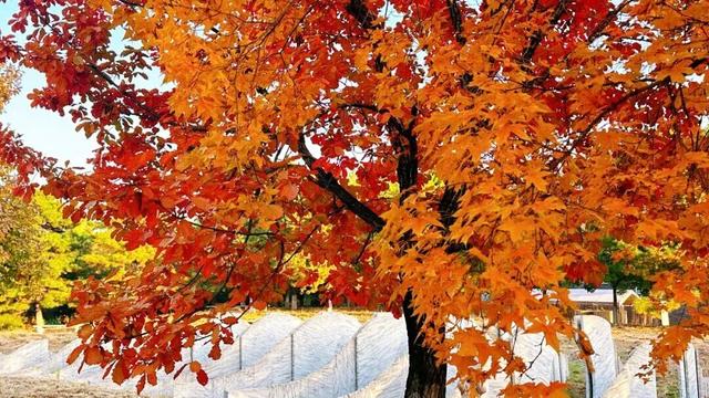 赏秋登高正当时！丰台这些好去处——