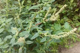 曾是喂猪菜，今日“土人参”，虽浑身是刺，但也浑身是宝，珍贵！图片