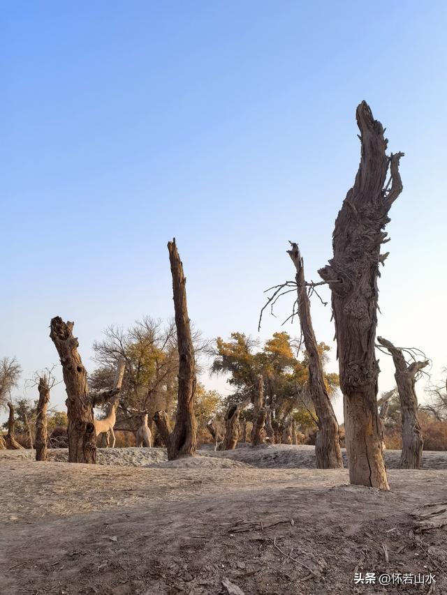 2025环南疆沙漠铁路背包自由行日记(6)---游览巴楚红海胡杨林景区