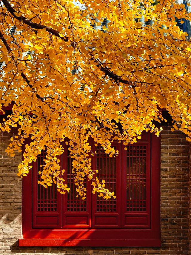 临沂此处天地一色，快来赴一场与金黄的约会吧！