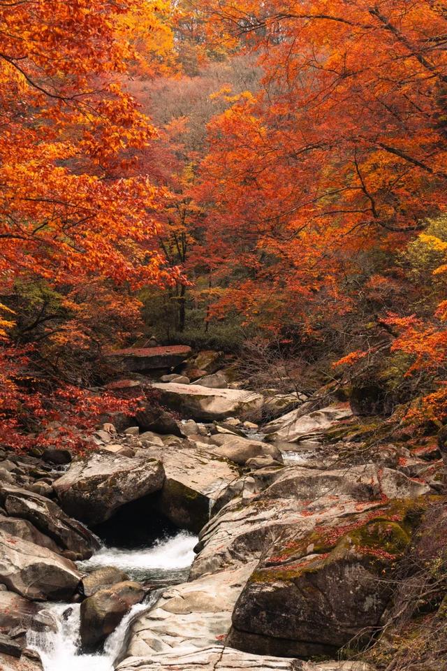 听劝！别再去光雾山米仓山人挤人，红叶没有啦！