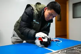 “90后”护鸟人救起180余只鸟儿重返蓝天图片