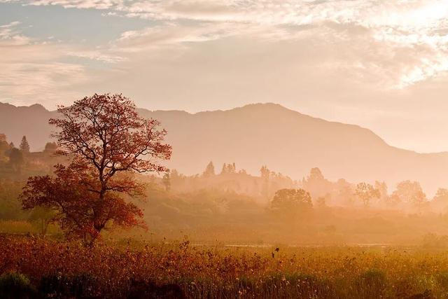 赏秋正当时！跟着杨紫独白，一起解锁塔川「最美秋色」 | 皖美冬日 | 第十五届安徽国际文化旅游节