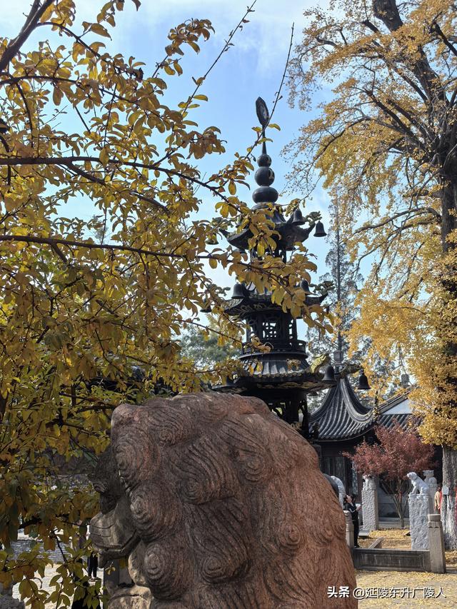 常州城东横山桥白龙观 冬日菊花节 采菊东篱下，悠然见横山