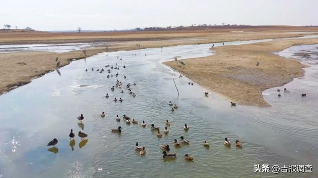 向海鹤舞，冰湖鱼跃！通榆冬季“生态剧本杀”正式开场！
