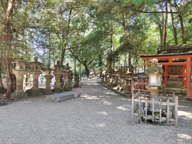 因为鹿，我爱上了奈良
