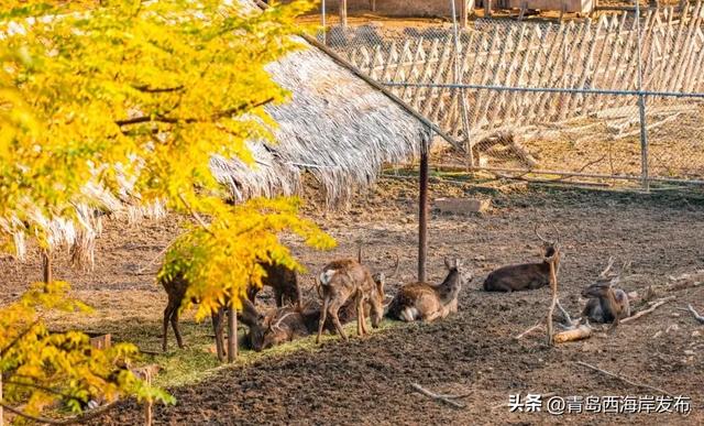 又美又可爱的西海岸！总要来一次！
