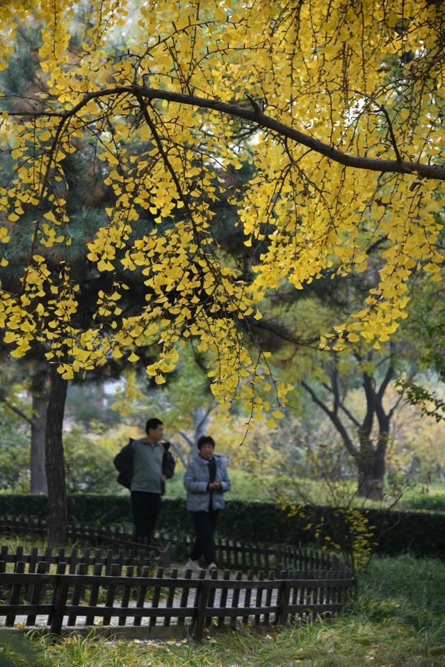 人在画中游！丰台花园秋色满园，错过再等一年，快来打卡~