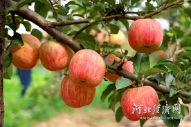 石家庄：晚熟苹果丰收 甜蜜挂满枝头图片