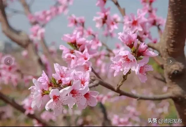 德阳春假请查收 !溜娃Color Walk