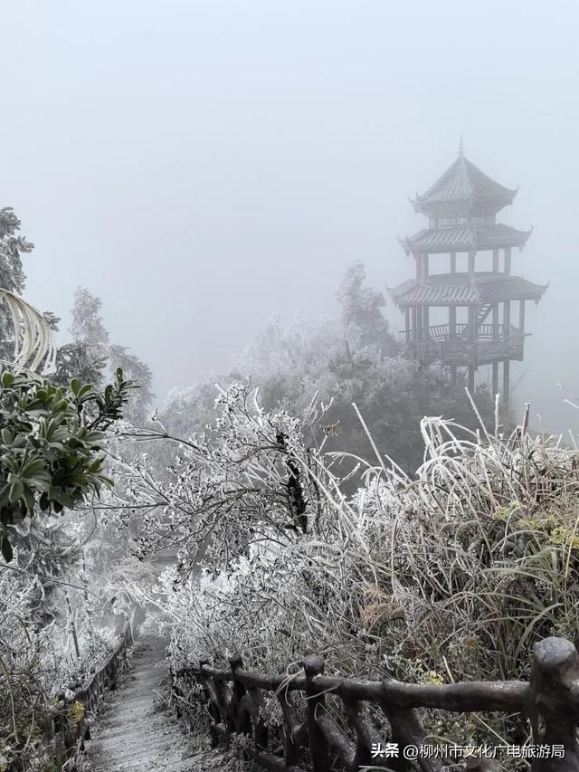 柳州冬日颜值交给雾凇负责！我只负责“哇塞！”+注意安全~