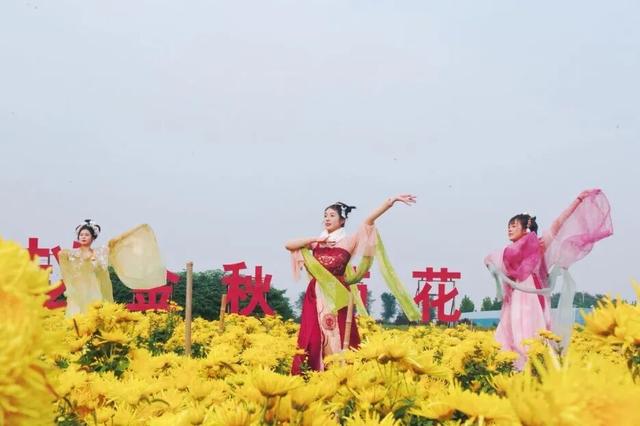 美翻！肥乡藏着一座菊园花海，美丽南赵等你来~
