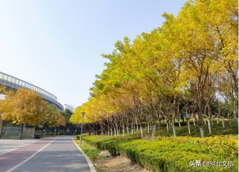 别错过！石家庄市城区赏秋最全指南，来啦→