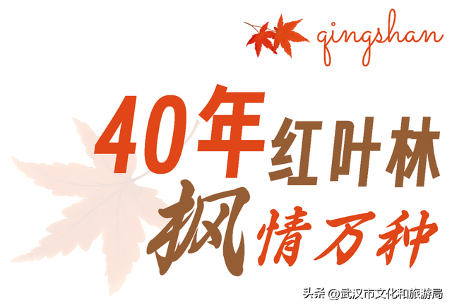 大降温后，青山最美冬景即将上线！