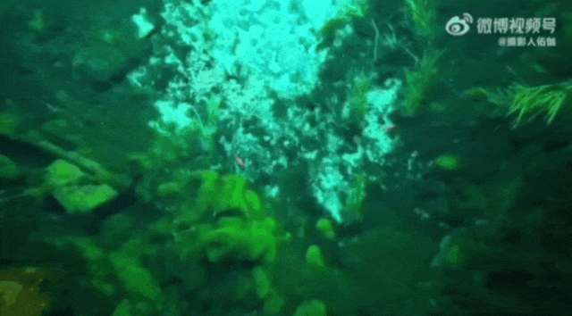 被济南泉水下的世界惊艳到了！