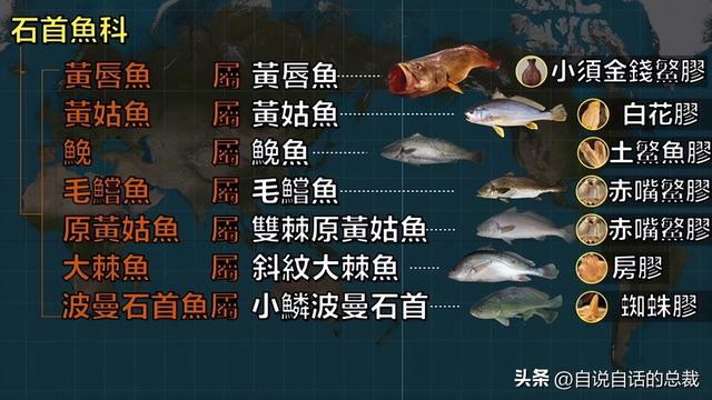 墨西哥花胶多少钱一克 2025年墨西哥花胶多少钱一克价格