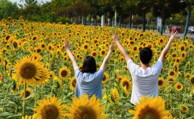 黄陂3400㎡向日葵花海！错过等一年