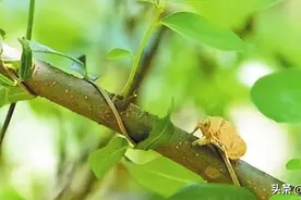 种下树枝，长出金蝉图片