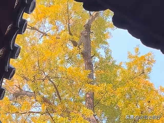 成都龙泉山有多少千年银杏，让人意外，居然有刘备亲手种的！