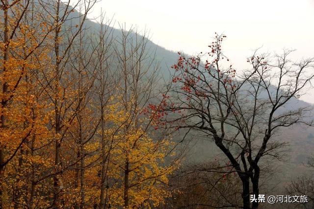 李子柒式的诗意栖居，赞皇也有！