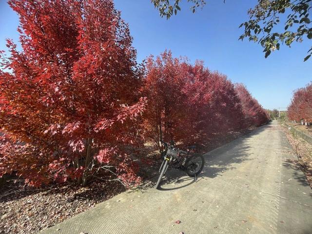 大美六合老虎岗枫叶绝美