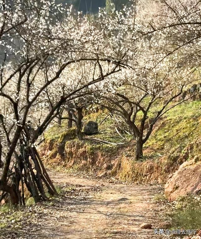 成都3000亩梅林开花了，被称为成都“小林芝”，非常震撼，免费！