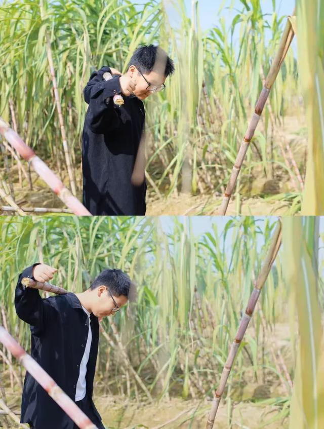 速报!长沙这个地方银杏浓度达100%,赏芦苇、砍甘蔗,遛娃惊喜超多