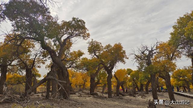 2025国庆西北自驾游（3）：黑城弱水胡杨风景区