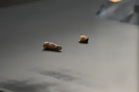 文化中国行｜探寻遵博里的年味脉络——“桐梓人”牙齿图片