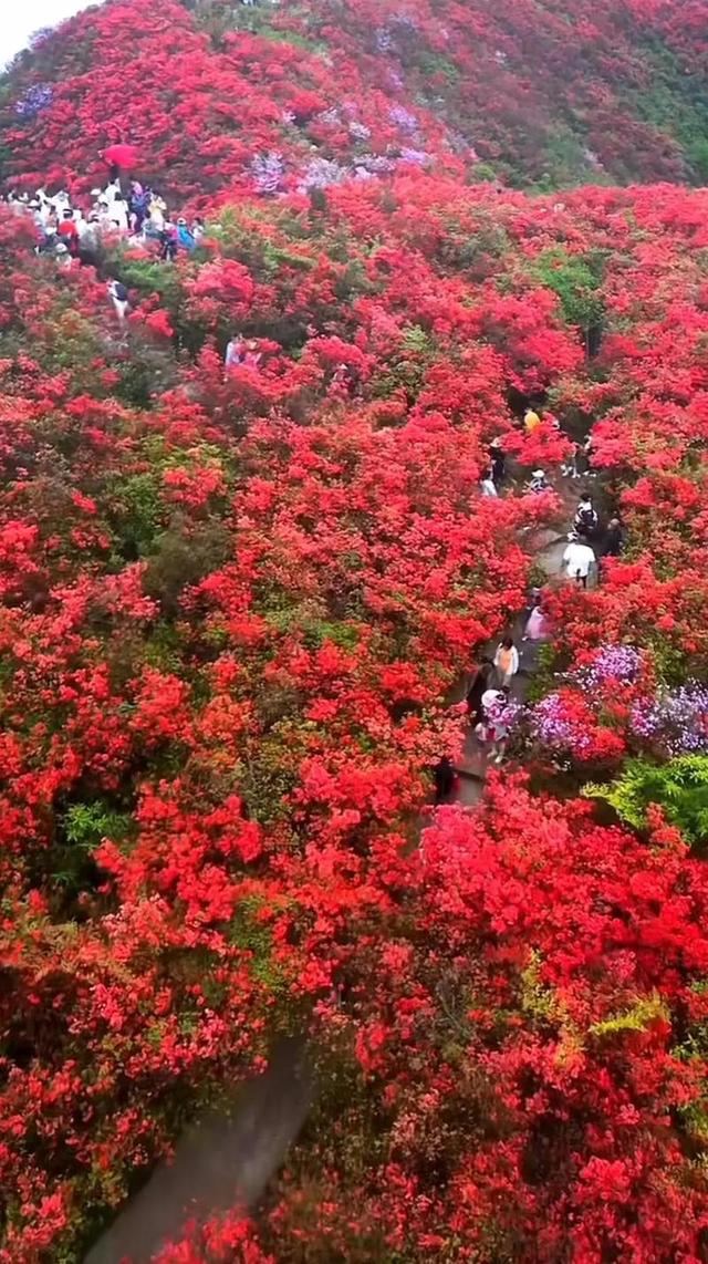 世界面积最大的原生杜鹃林，即将盛开！