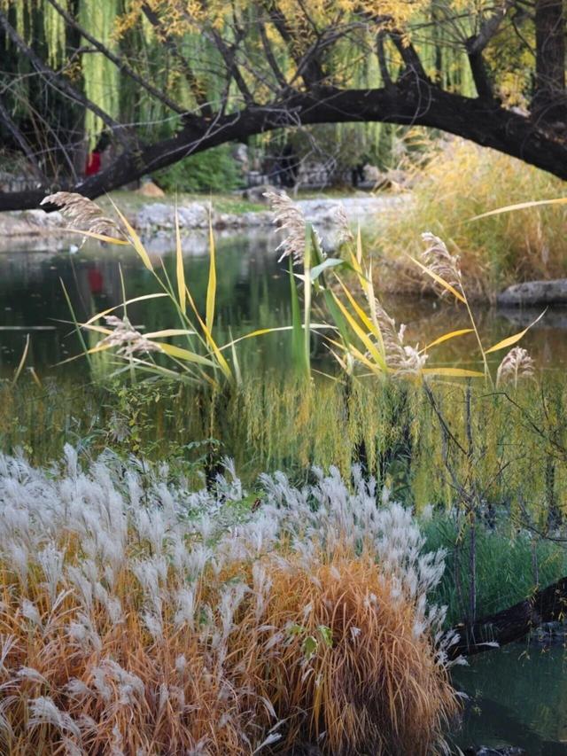 此刻的北京，见证秋与冬的双向奔赴