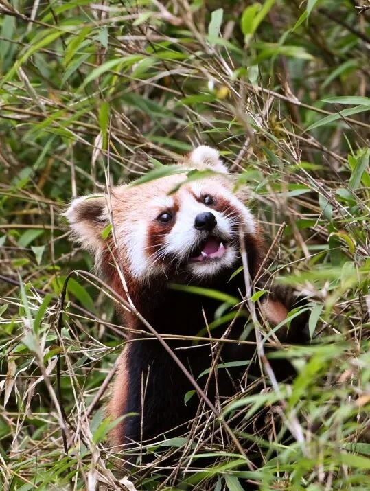 “秋假”开耍！带着小宝来雅安准没错！